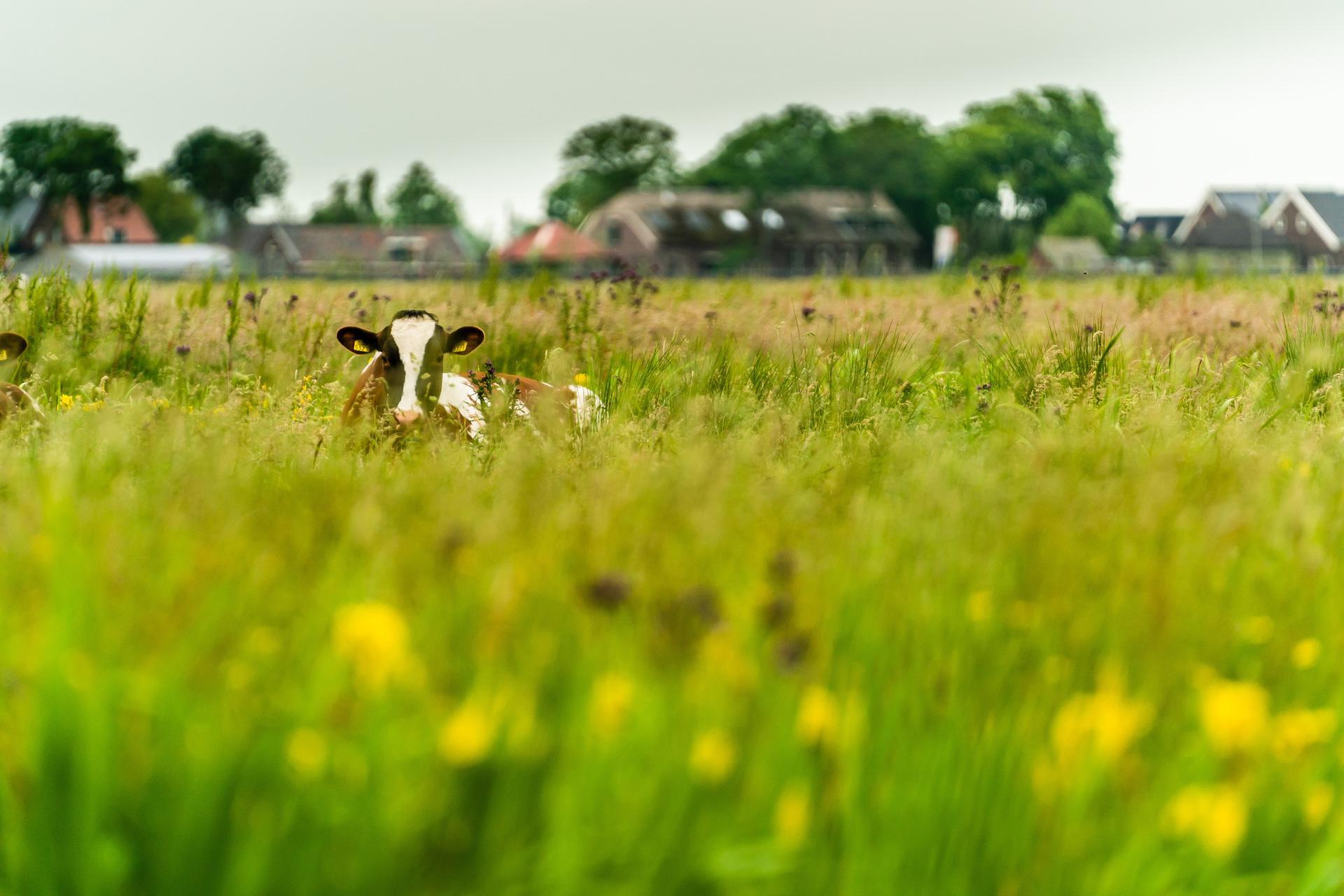 Koe in de wei