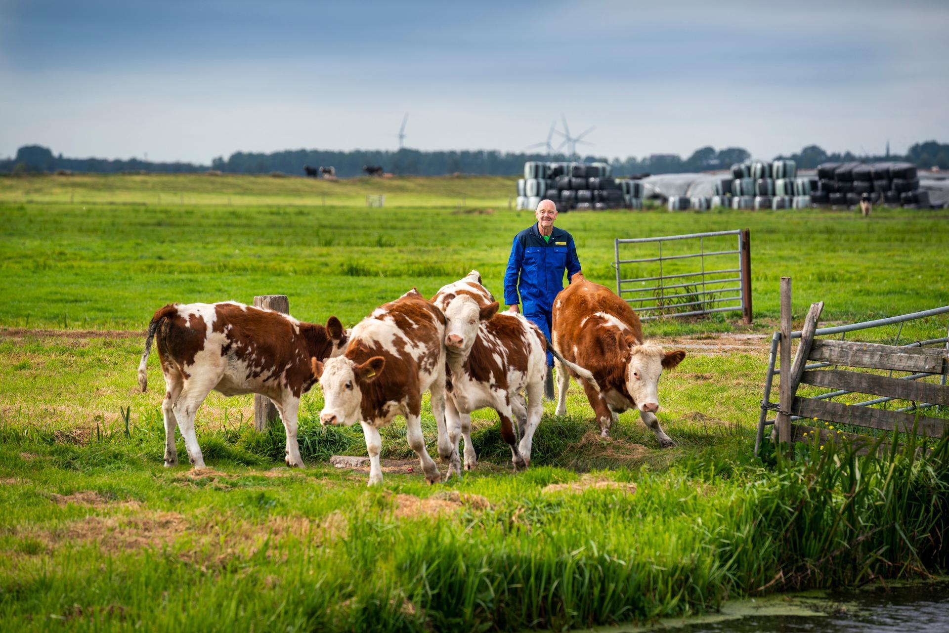 Koeien in het weiland