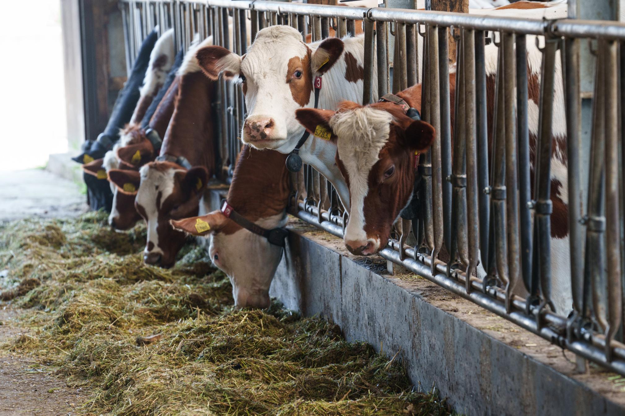 Sbv: subsidie innovatie in stalsystemen