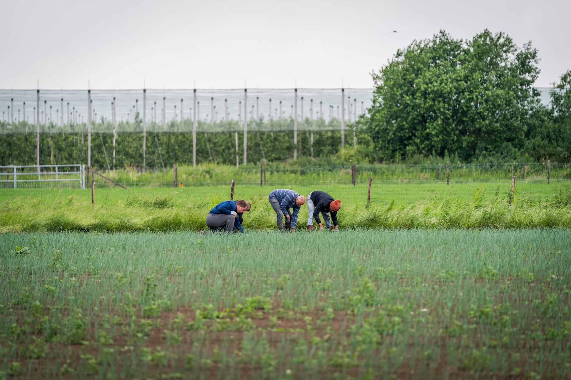Natuurinclusieve landbouw