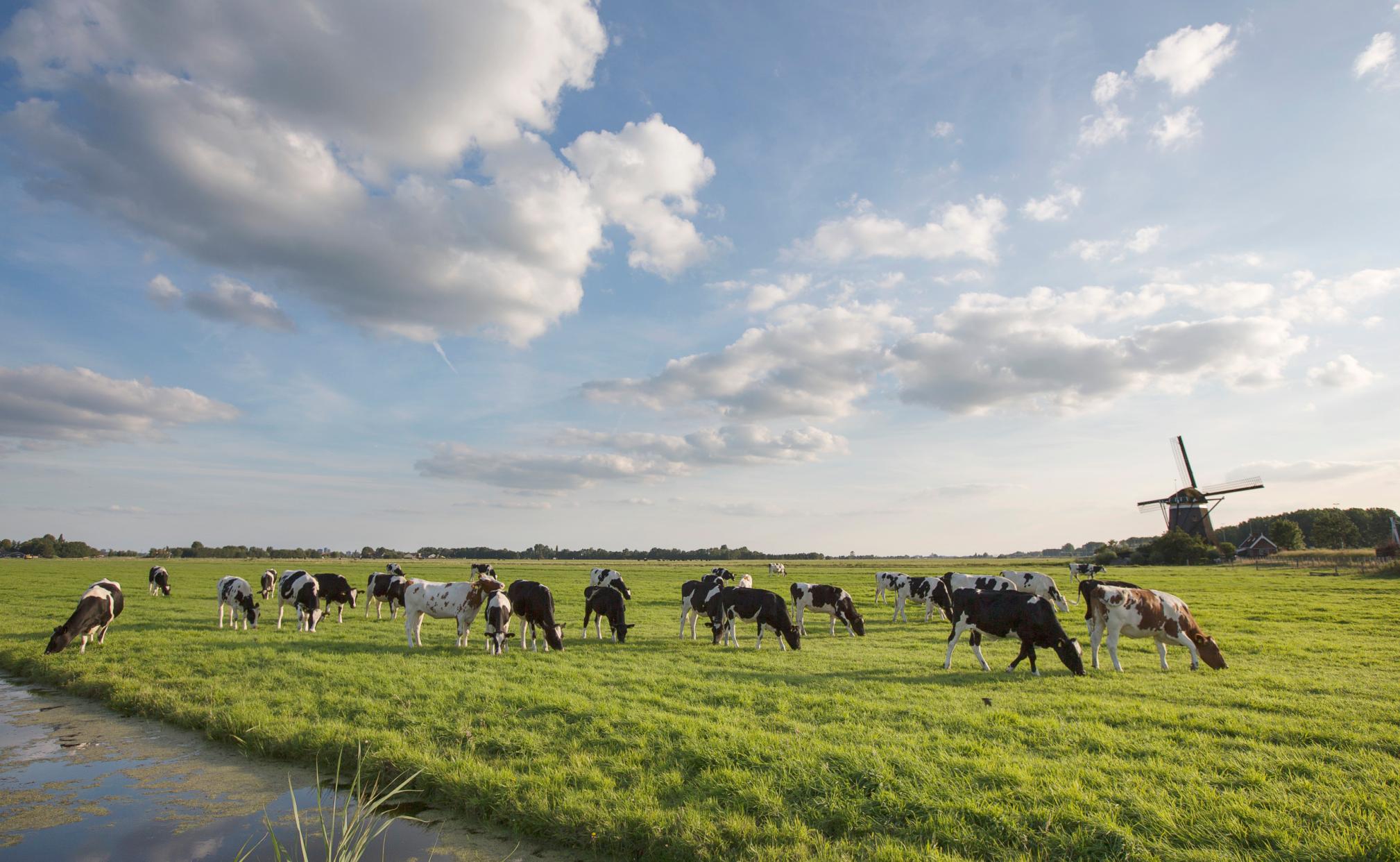 Koeien in de wei met molen