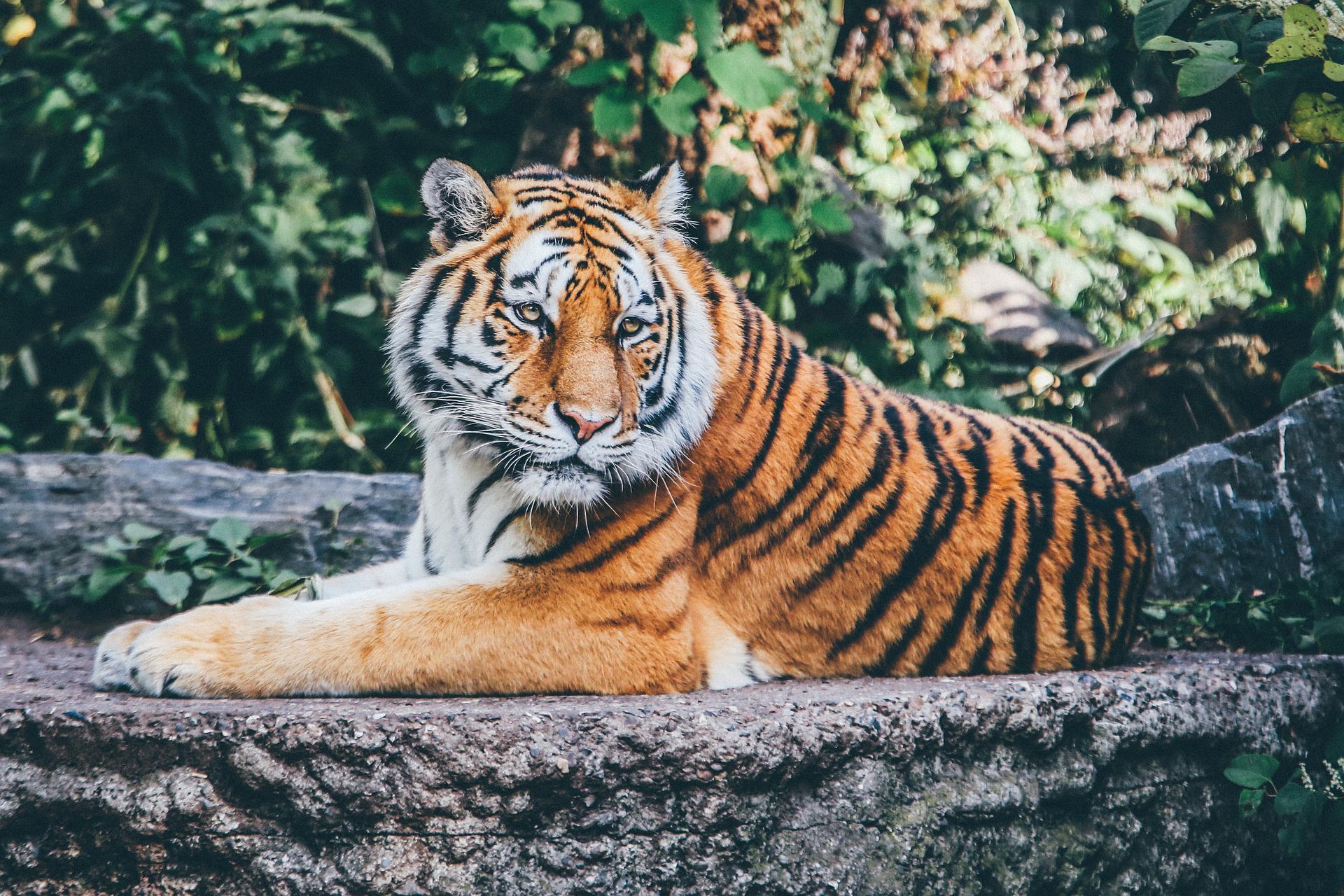 Tijger