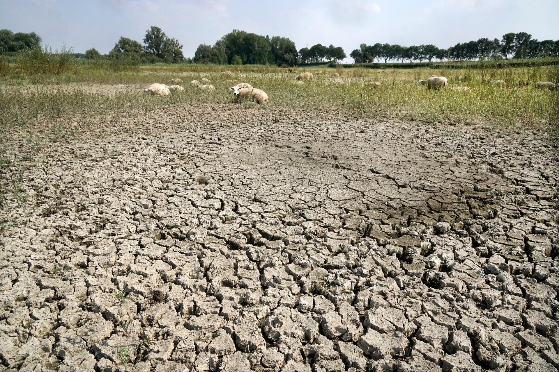 Verdroogd weiland met schapen