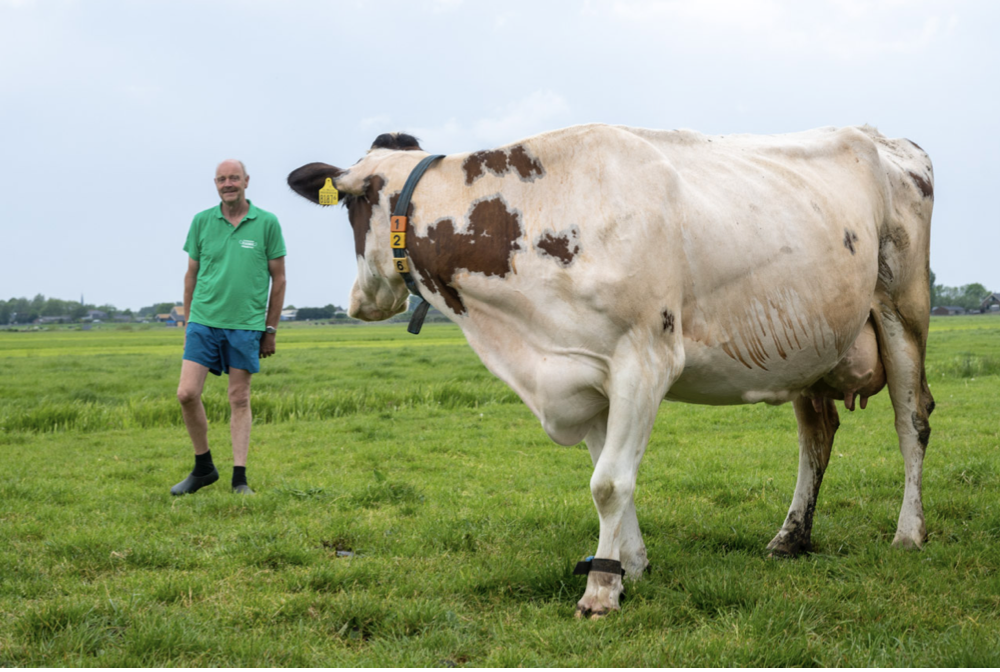 Boer en koe