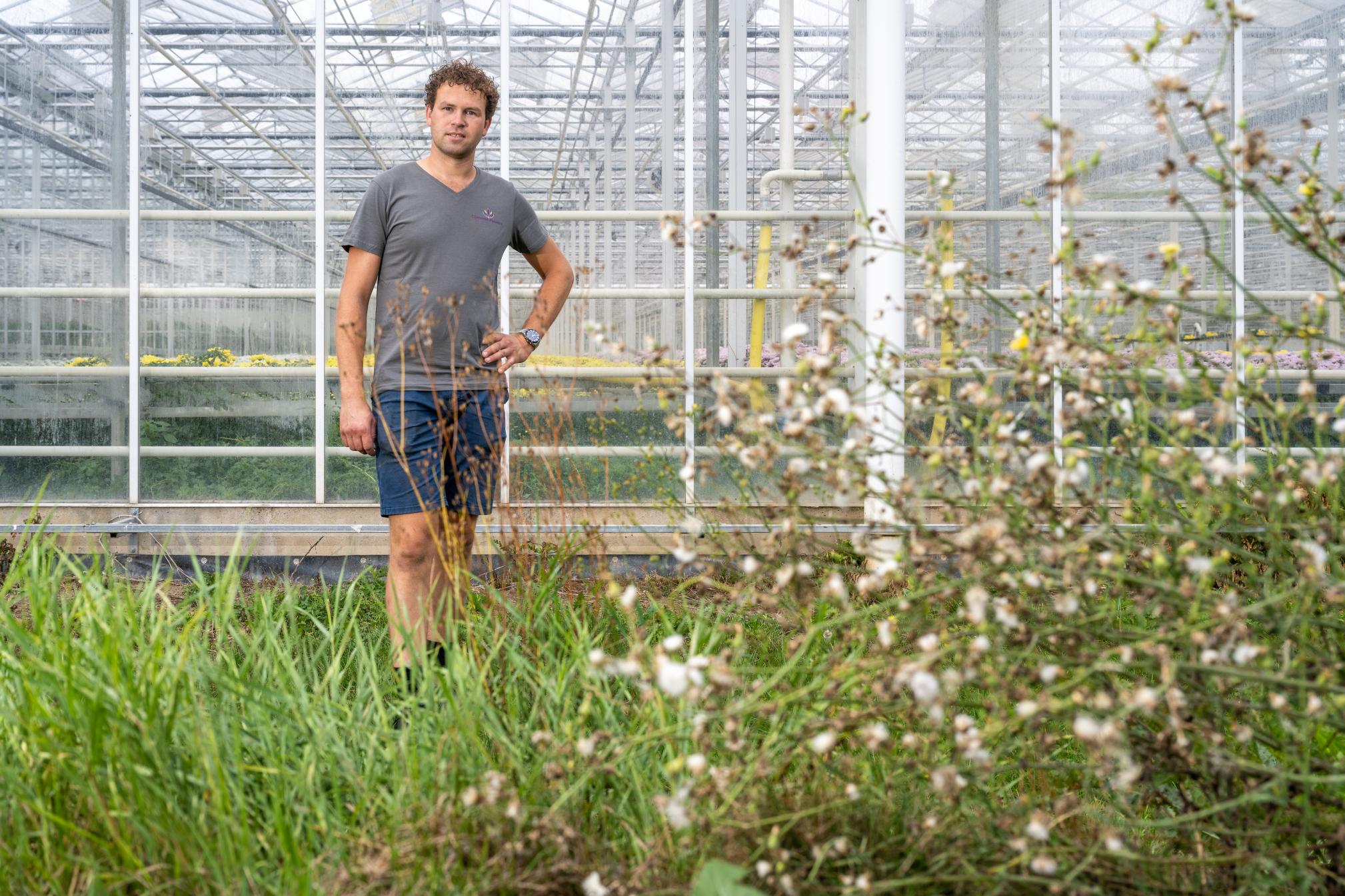 Chrysantenkweker Koen Kreling tussen kas en bloemenstrook