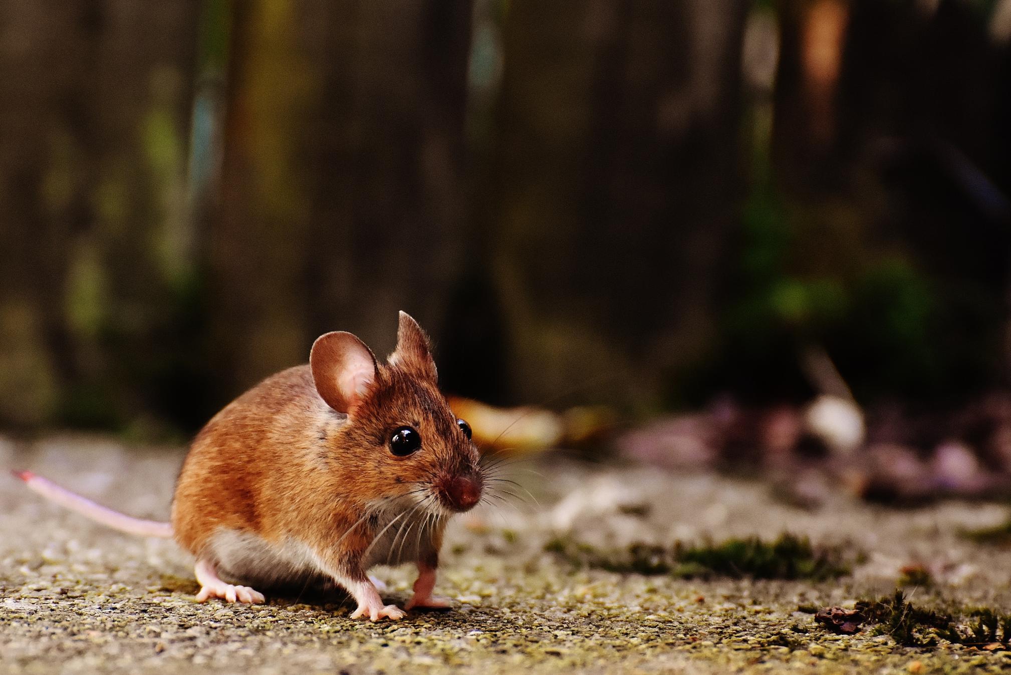 Muis
