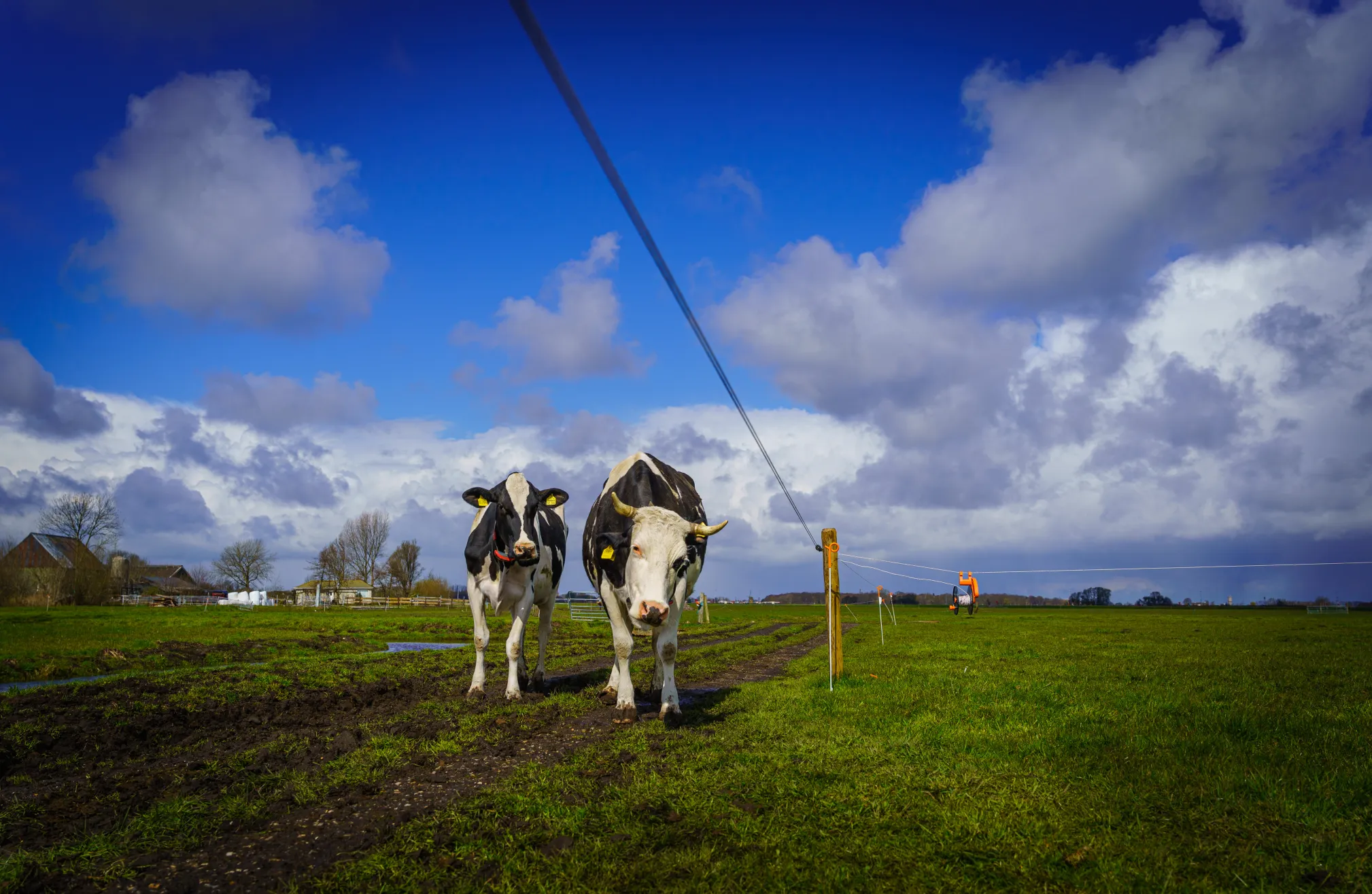 Koeien lopen in de wei