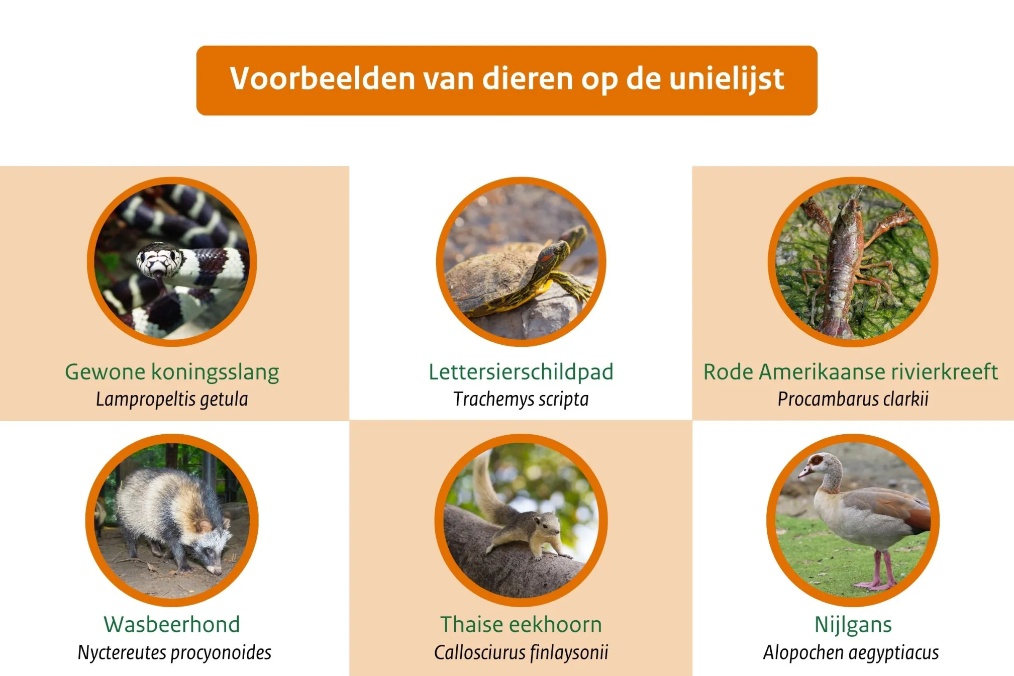 Voorbeelden van diersoorten op de Unielijst