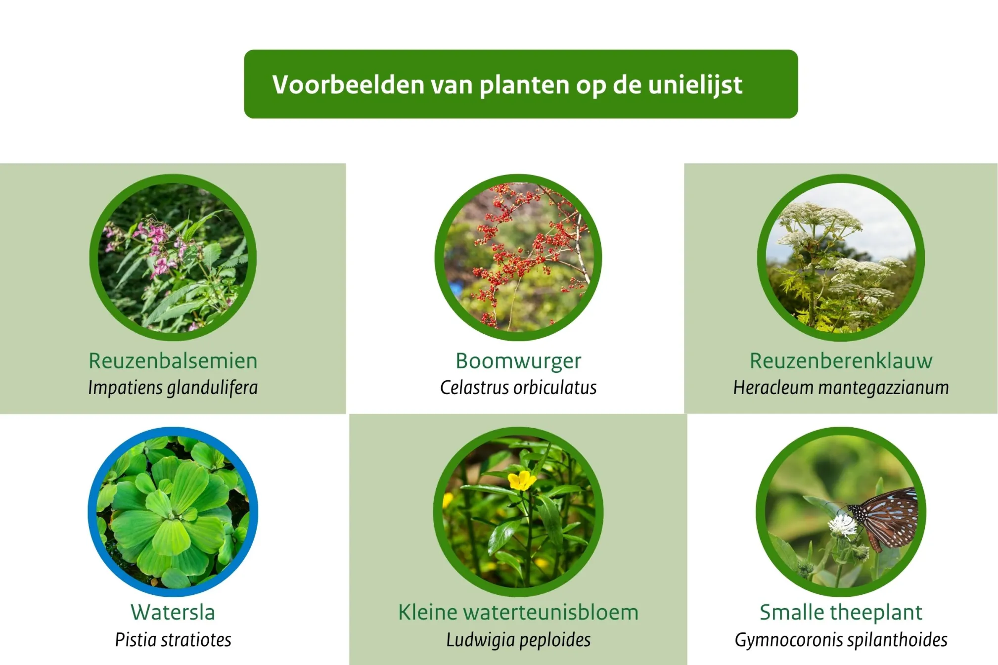 Overzicht van plantensoorten die op de Unielijst staan