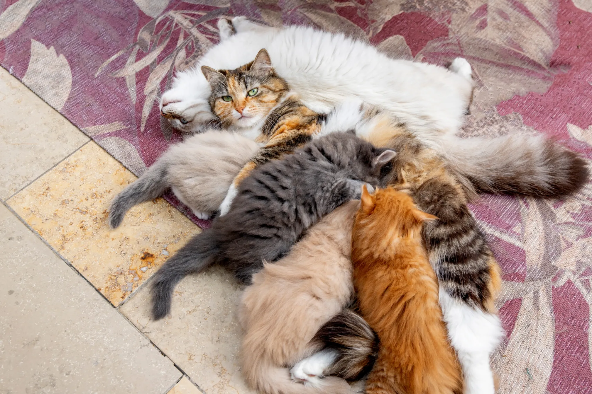 Kittens drinken bij moeder